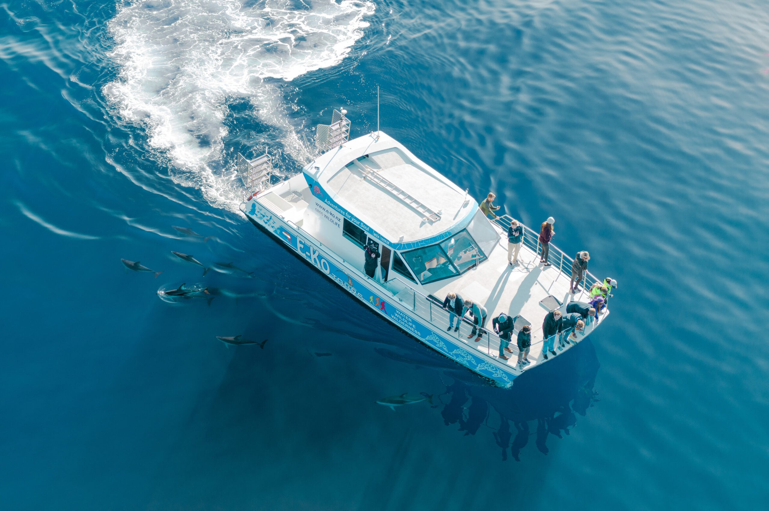 Wildlife cruise through Queen Charlotte Sound near Picton