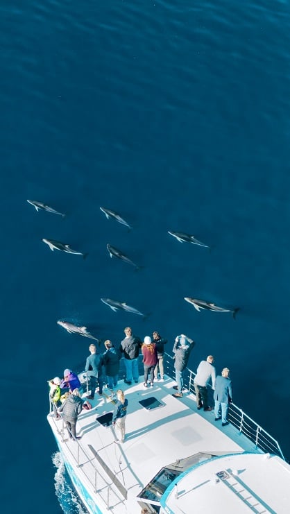 Travellers watching dolphins from an E-Ko boat in the Marlborough Sounds
