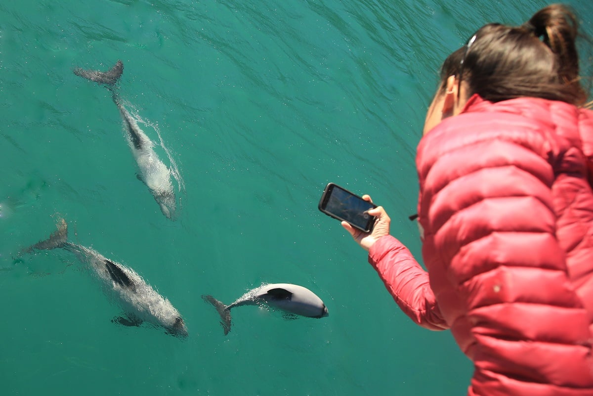 Hector's Dolphin Education Course Online