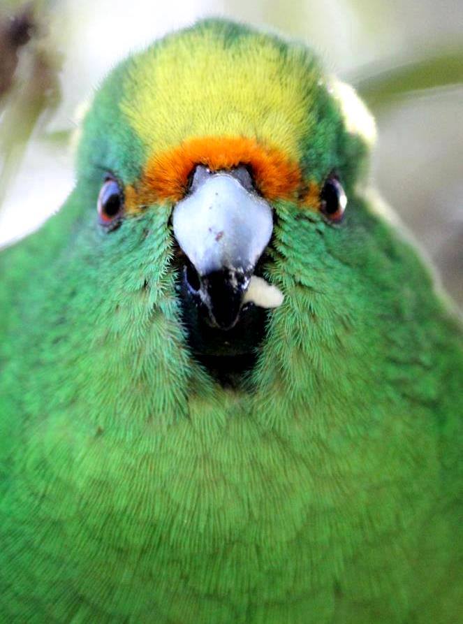 Rare orange-fronted kākāriki native bird