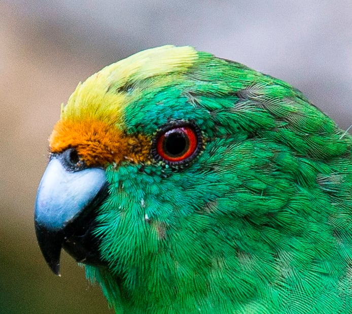 Orange-fronted kākāriki linked to Blumine Island conservation discovery