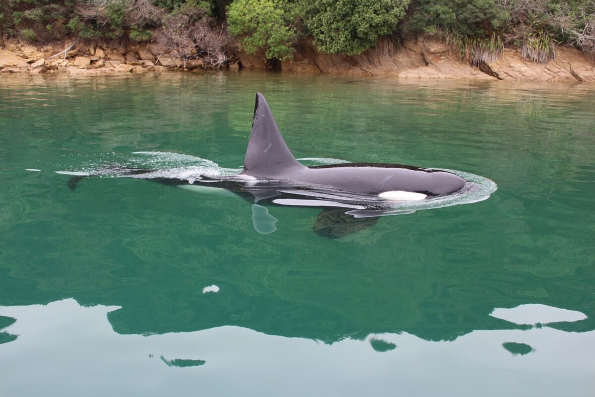Wildlife experience in Queen Charlotte Sound near Motuara Island