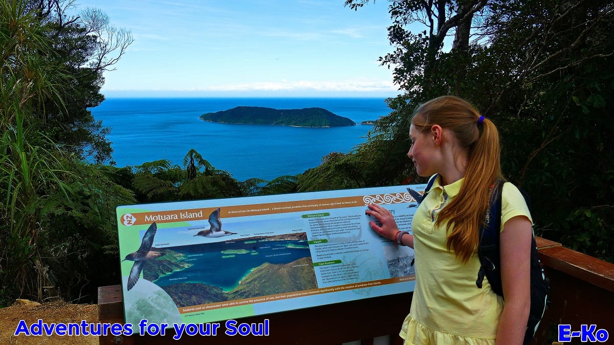 Queen Charlotte Track lookout experience with E-Ko