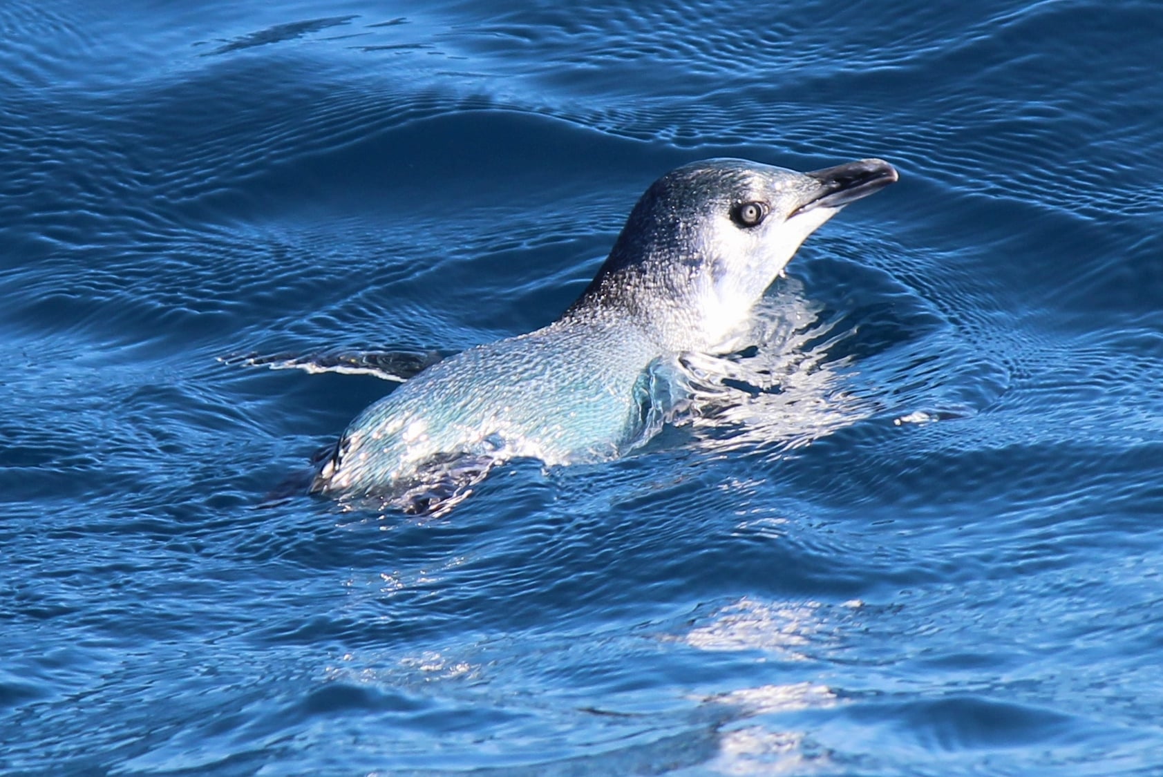 Little blue penguin representing Marlborough Sounds wildlife learning and visitor education